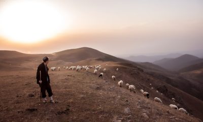 Çoban ne iş yapar? Çobanlar için girişimcilik fırsatları