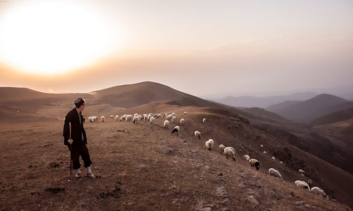 Çoban ne iş yapar? Çobanlar için girişimcilik fırsatları