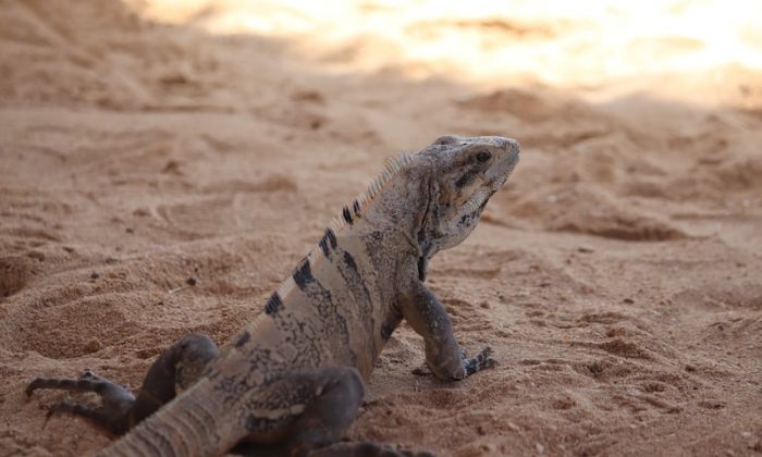 Debbağ ne iş yapar? Debbağlar için girişimcilik fırsatları