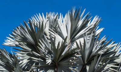 Bismarck Sağlık Modeli Nasıldır?