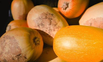 Çoklu Zeka Kuramı Nedir?