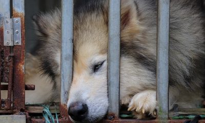 Niş Pazarlama Nedir?