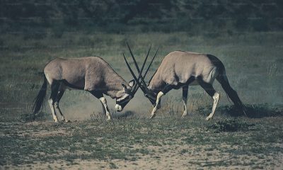 Zoolog ne iş yapar? Zoologlar için girişimcilik fırsatları