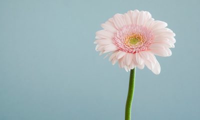 STEM Nedir? STEM Eğitimi Faydaları Nelerdir?