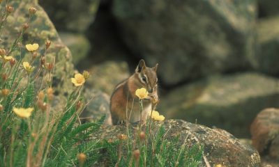 Yaratıcı Düşünme ve SCAMPER Tekniği Nedir?