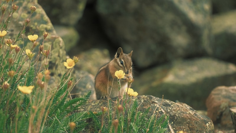 Yaratıcı Düşünme ve SCAMPER Tekniği Nedir? Yaratıcı Düşünme ve SCAMPER Tekniği Nedir?