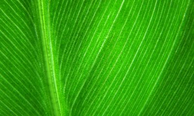 Yeşil Pazarlama Nedir? Yeşil Pazarlamanın Temelleri Nedir?