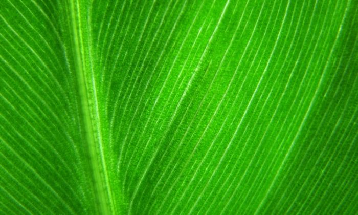 Yeşil Pazarlama Nedir? Yeşil Pazarlamanın Temelleri Nedir?