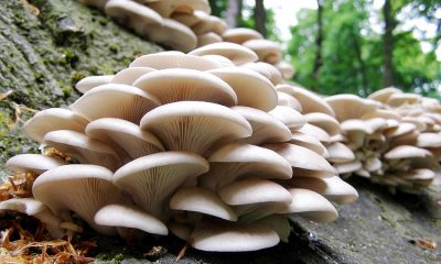 Mantarcı ne iş yapar? Mantarcılar için girişimcilik fırsatları