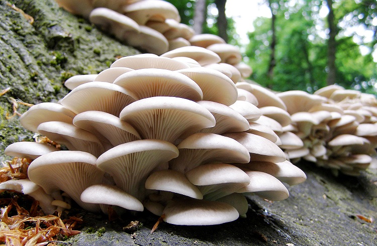 Mantarcı ne iş yapar? Mantarcılar için girişimcilik fırsatları